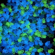 Mini Tartarugas Luminosas Thumbnail 5